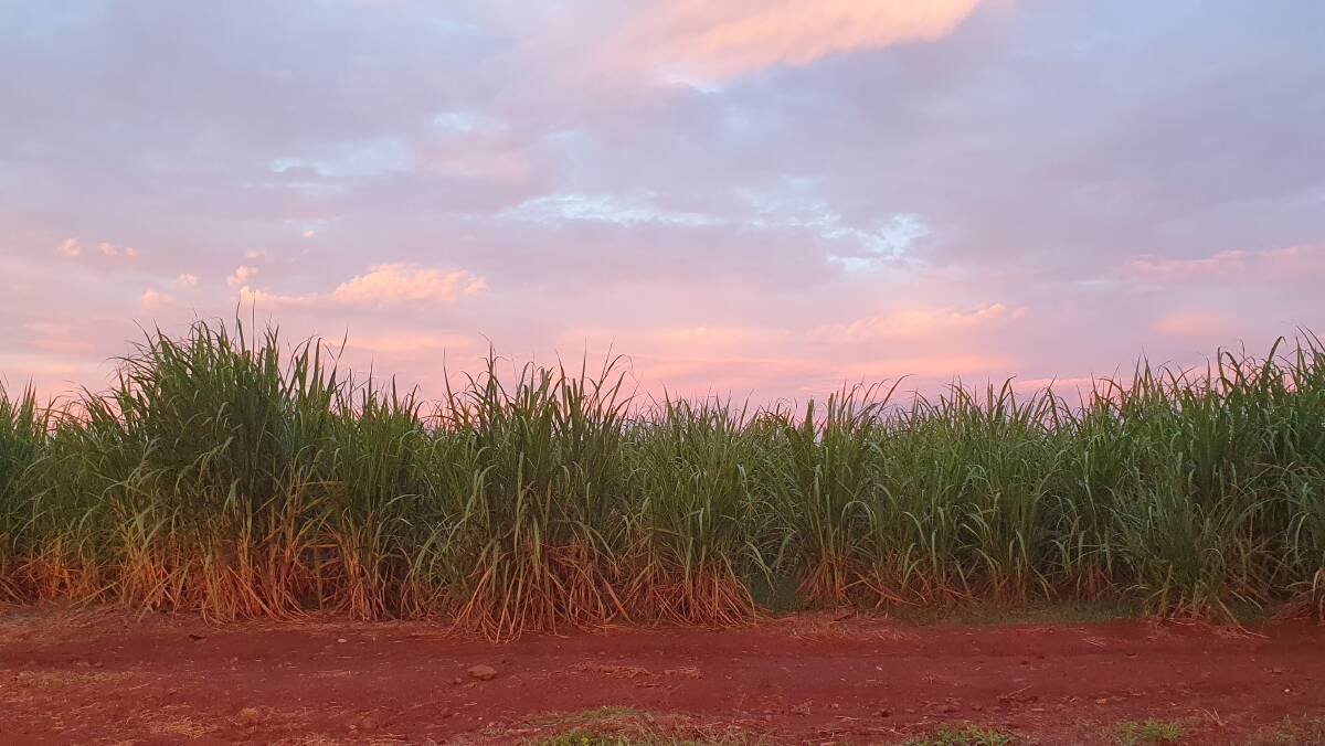 Colours of the canefields. Picture: Natascha Mirosch