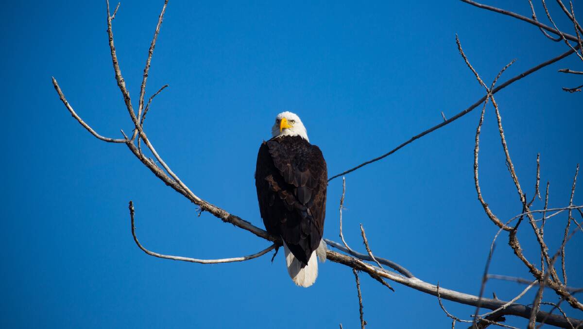 A bald eagle. Picture: Getty Images