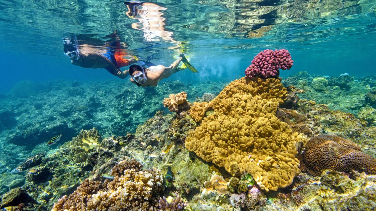 Colourful corals. Picture: Tourism Fiji