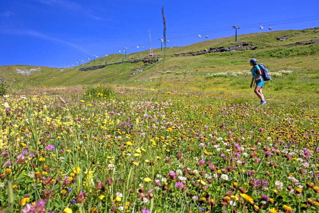 Wildflowers on the Tour de Monte Rosa in the Alps. Picture: Andrew Bain