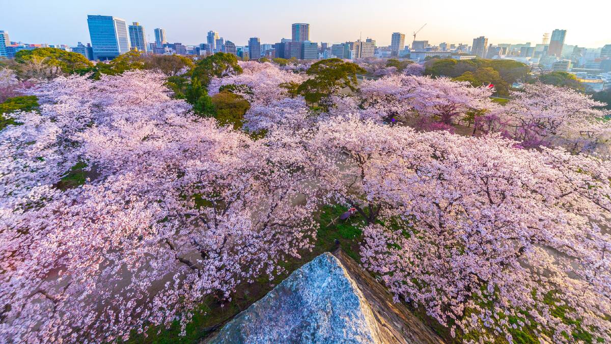 Cherry blossom season in Fukuoka.