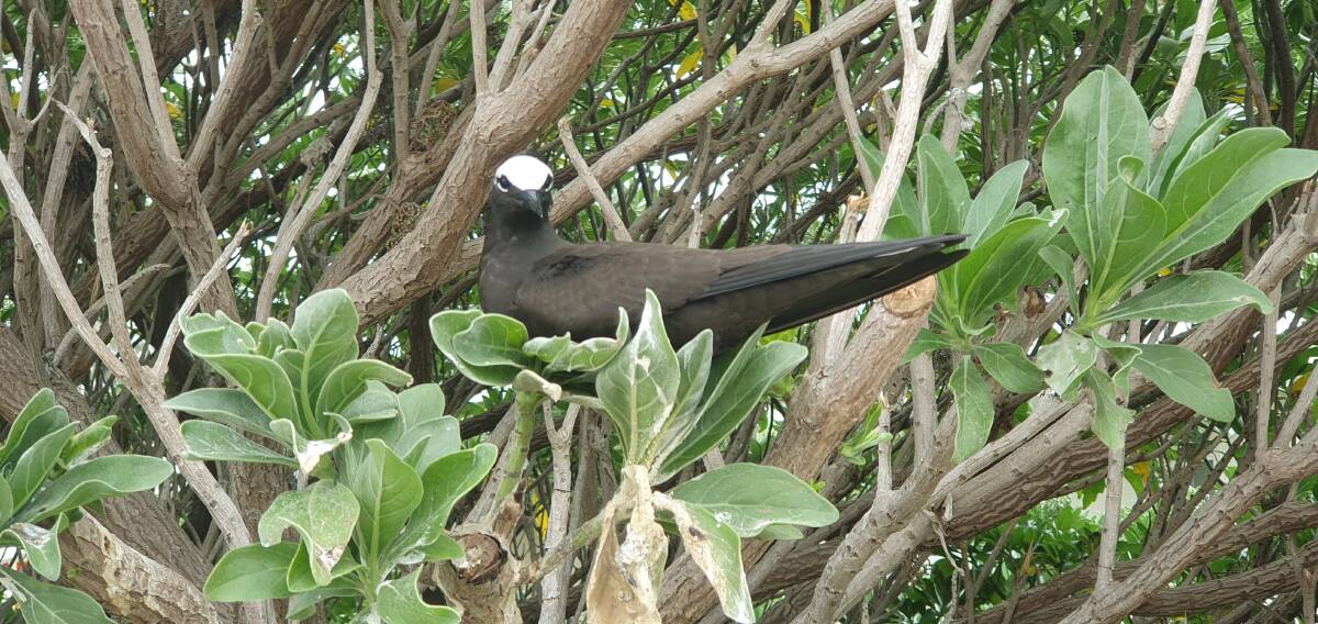 Nesting birds on Lady Elliot Island. Picture: Natascha Mirosch