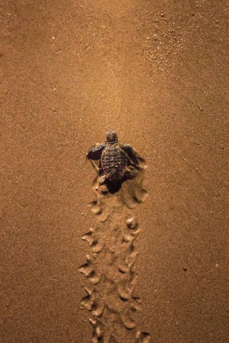 Mon Repos Turtle Encounter. Picture: Tourism and Events Queensland/Jesse Linderman