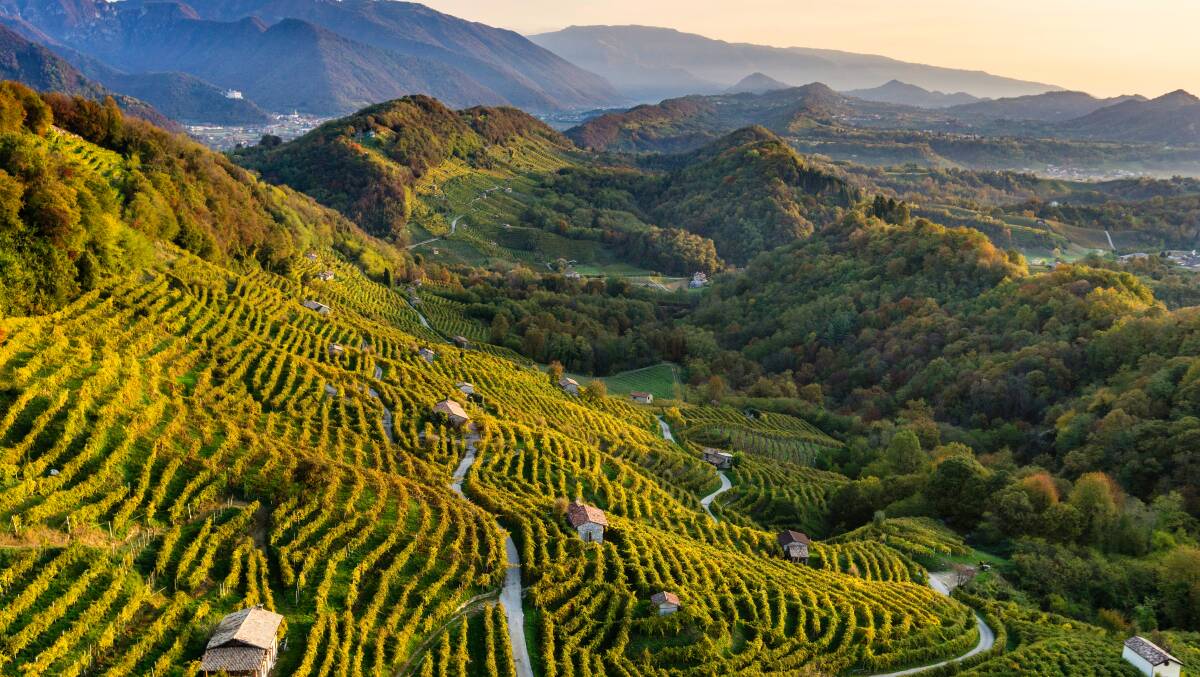 Prosecco vineyards. Picture: Arcangelo Piai