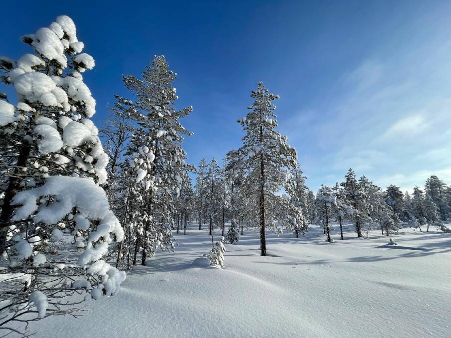 Winter on the Arctic Circle near Rovaniemi. Picture: Matt Brace