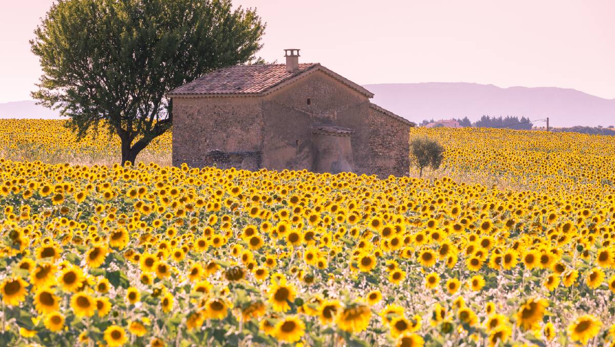 Sunflower fields of Provence. Picture: Getty Images