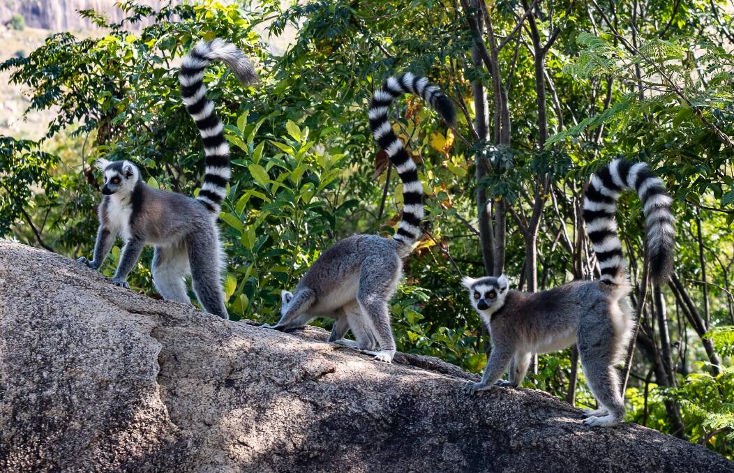 Ringtail Lemurs in Reserve d'Anja. Picture: Narina Exelby