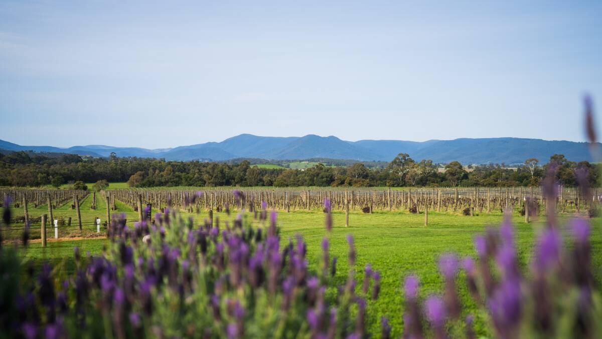Yarra Valley views. Picture: Narelle Bouveng