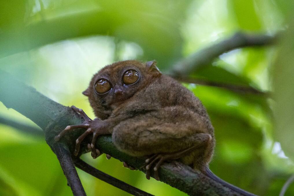 A tiny tarsier.