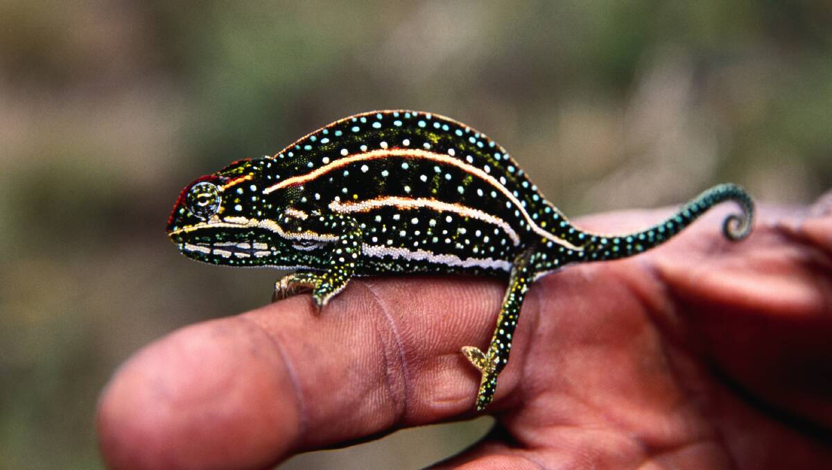 A chameleon at Andringitra National Park. Picture: Getty Images