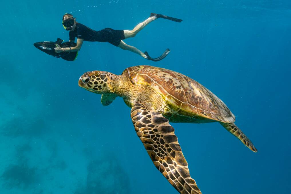 Swim with the wild creatures of the Cook Islands on the back of a "sea scooter".