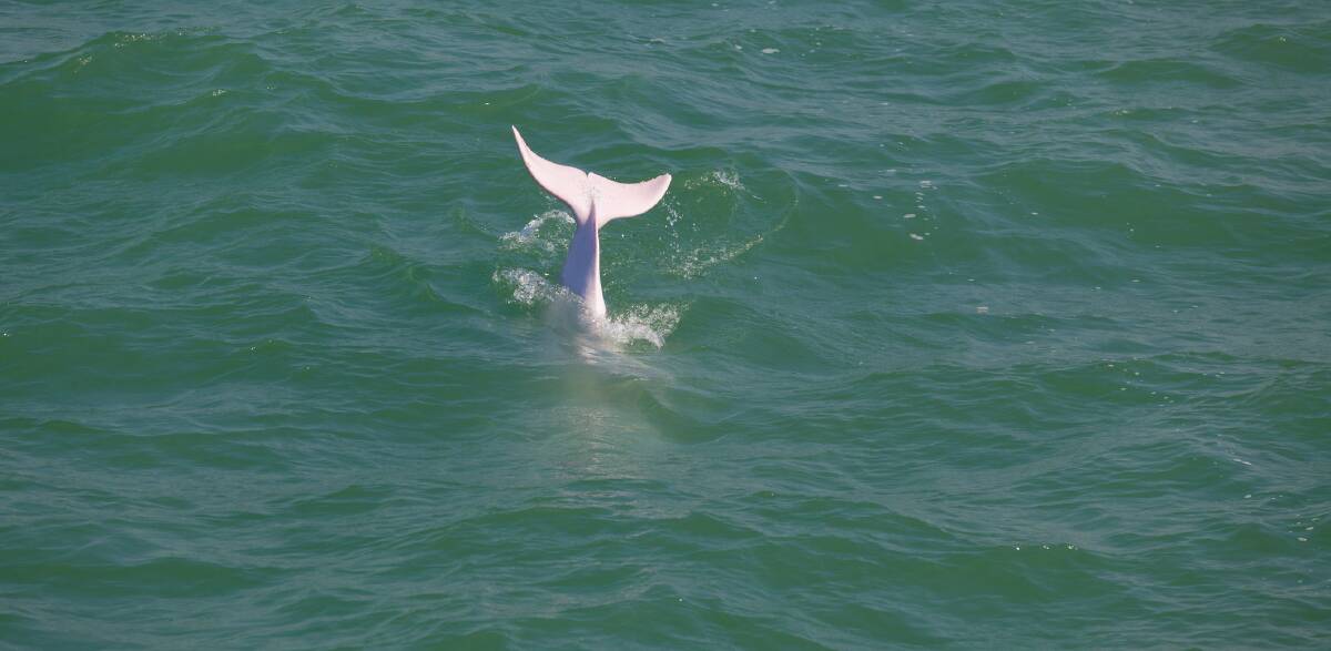 A Chinese white dolphin in Hong Kong waters.