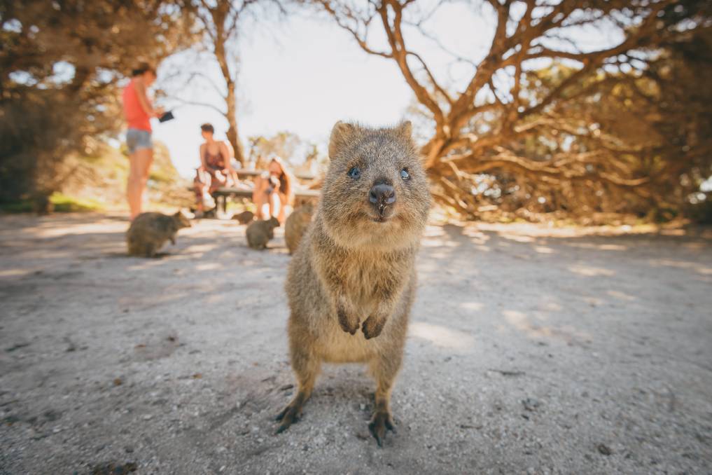 Marsupial marvel the quokka. Picture: Getty Images