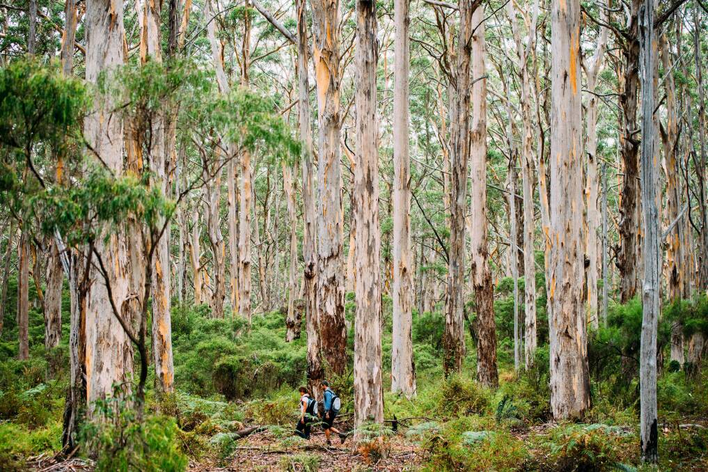 Boranup karri forest. Picture: Tourism Western Australia