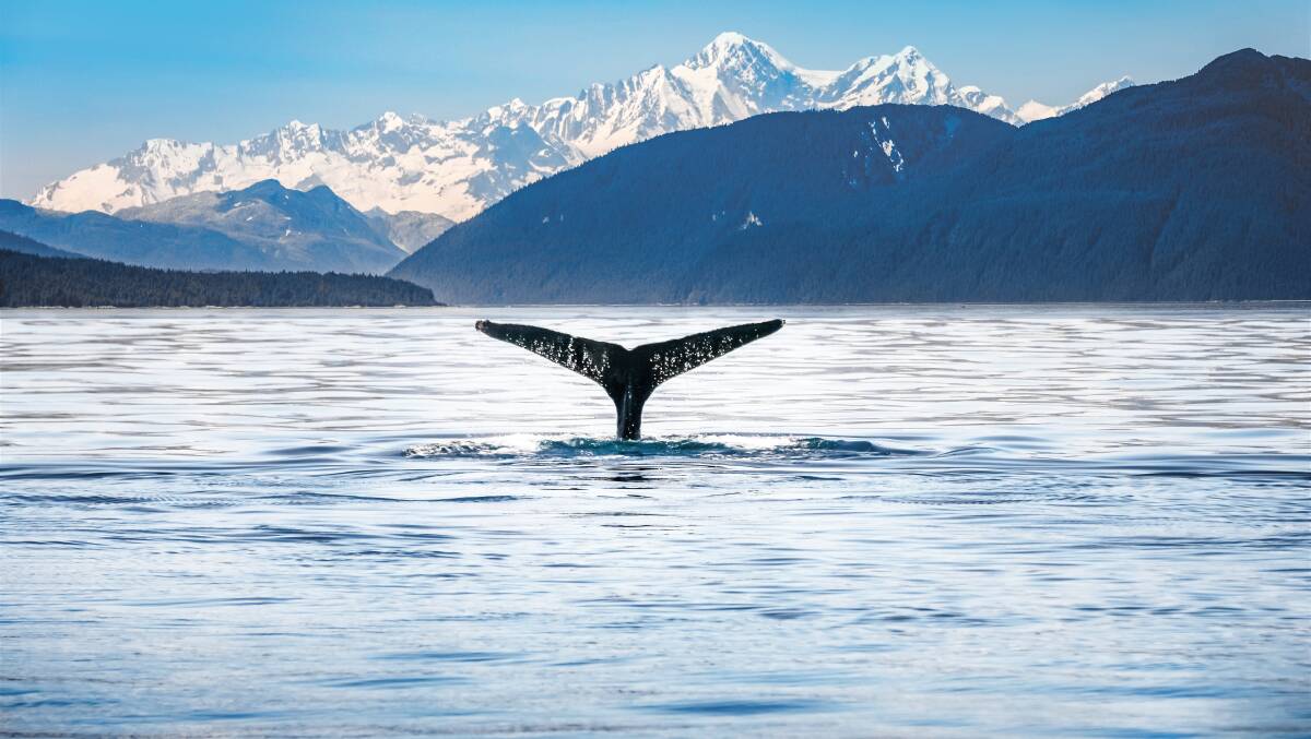 Take a whale-watching cruise.
