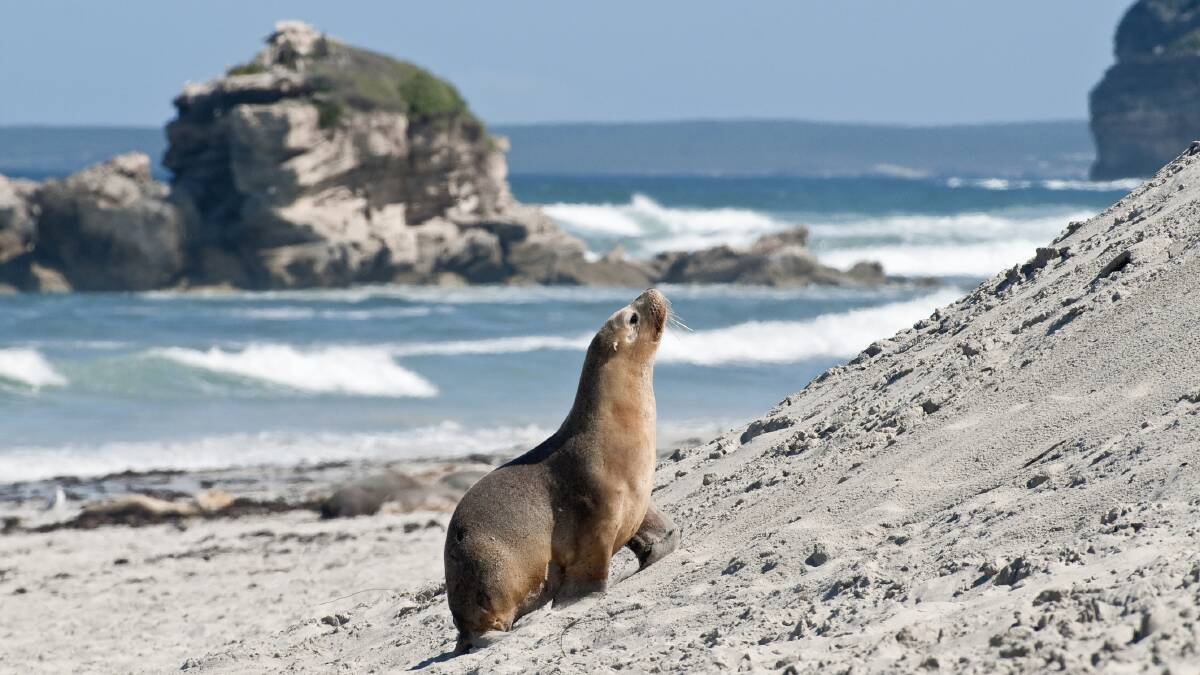 Seal Bay, Kangaroo Island. Picture: Getty Images