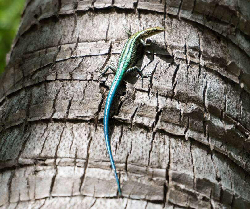 A blue-tailed skink.