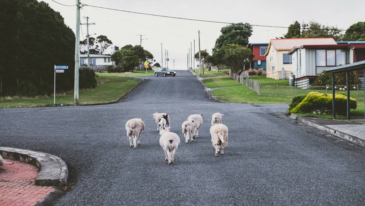 Sheep on the lam in Currie. Picture: Stu Gibson