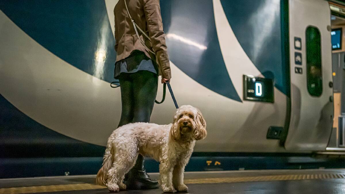 Pets are welcome in Caledonian Sleeper rooms.