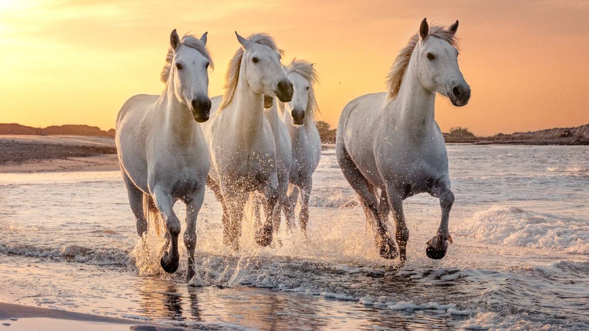 Horses of the Camargue. Picture: Getty Images