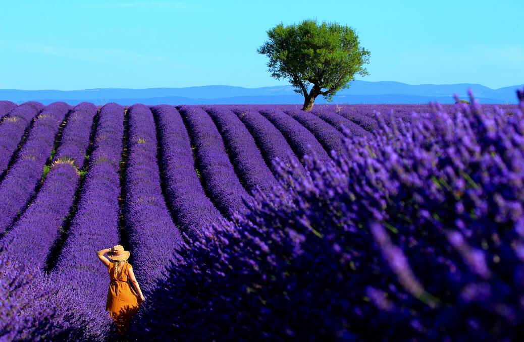 The lavender fields of Provemce.