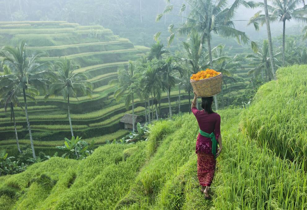 Rice terraces of Ubud. Picture: Getty Images