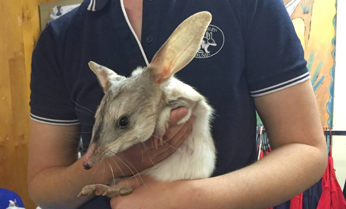 Up close with bilbies. Picture: Tourism and Events Queensland