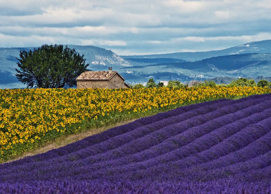 Fields of Provence. Picture: Getty Images