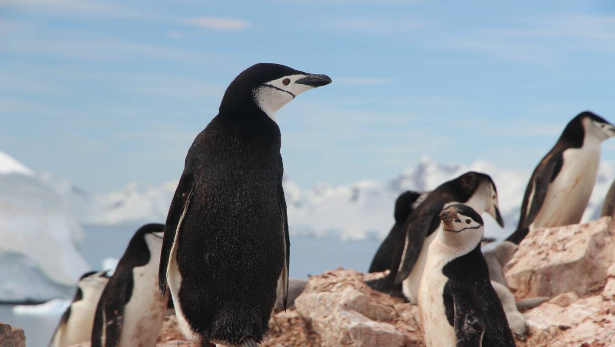 Penguins in Antarctica. Picture: Unsplash/Eamonn Maguire