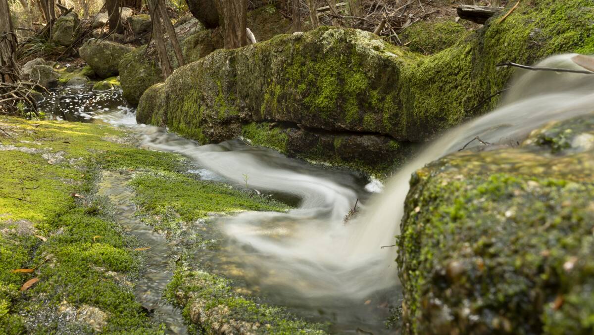 One of the several streams and mossy groves on Mount Strzelecki. 