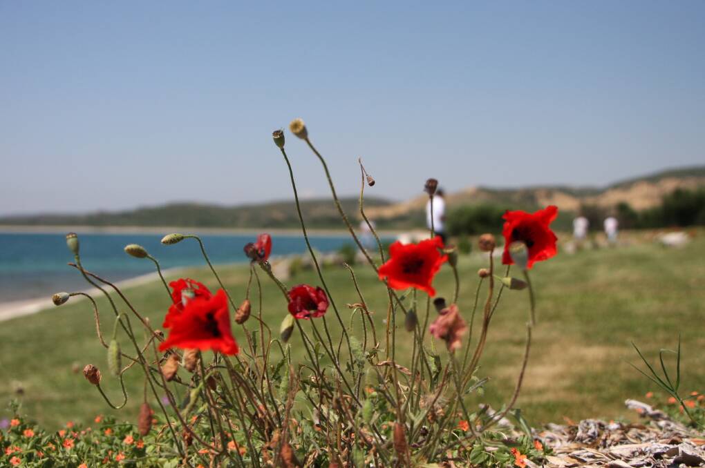 Poppies at Anzac Cove. 