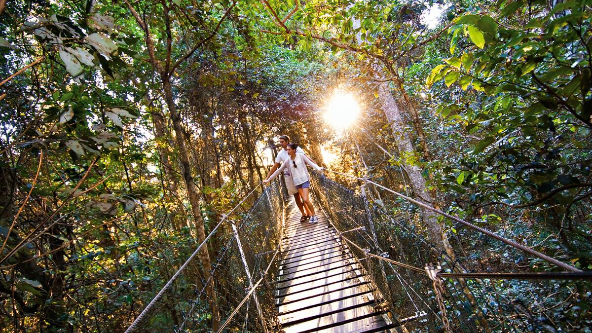 The treetop walk at O'Reilly's. Picture: Destination Gold Coast