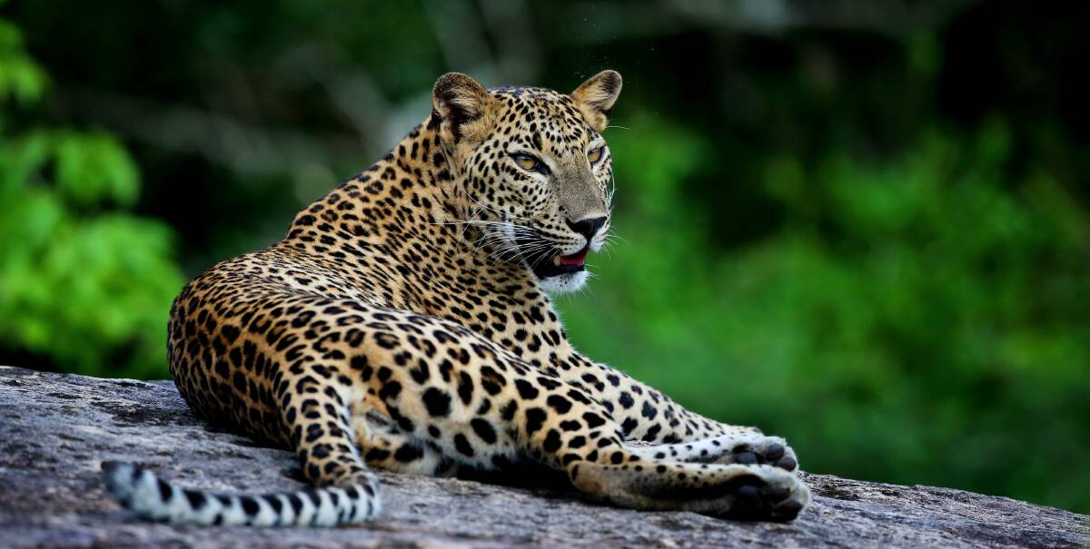 The Sri Lankan leopard.