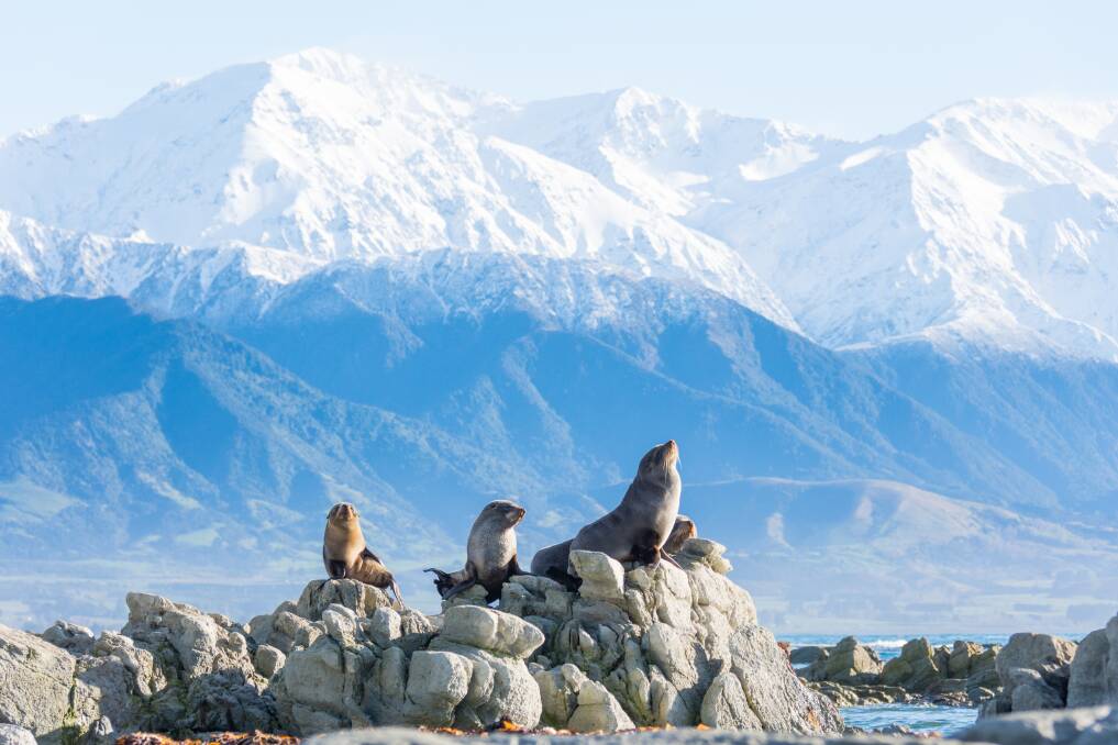 You can ogle, and swim with, the Kaikoura seals. Picture: Kyle Mulinder