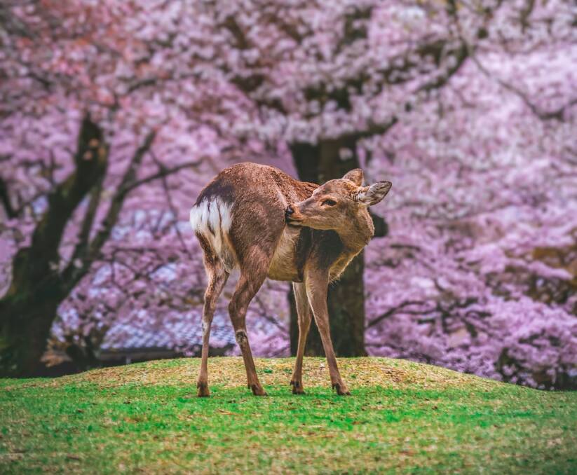 Wildlife in Nara Prefecture. Picture: JNTO