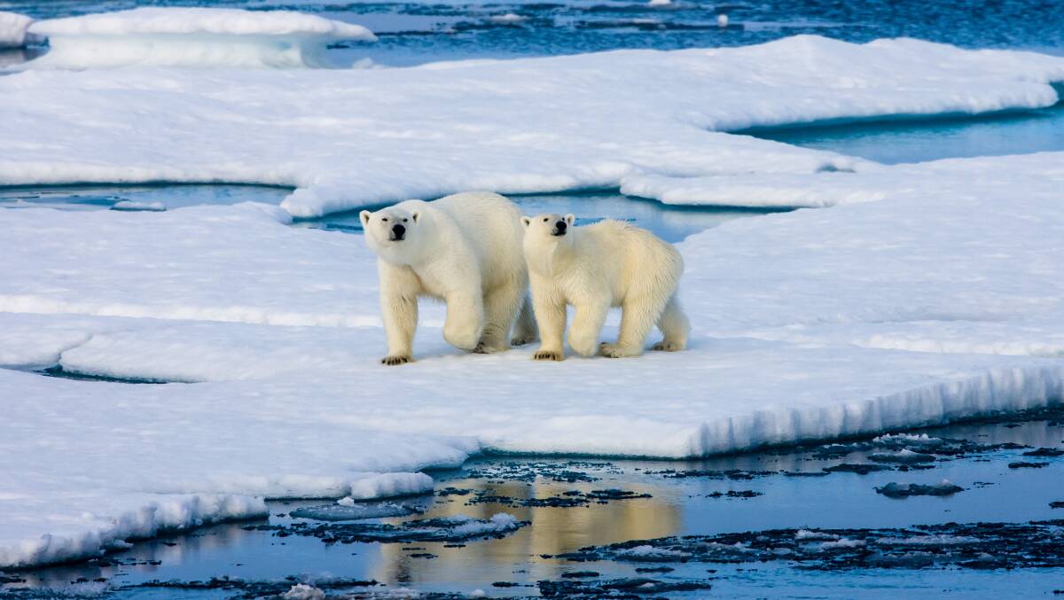 Polar bears in the Arctic. Picture: Getty Images