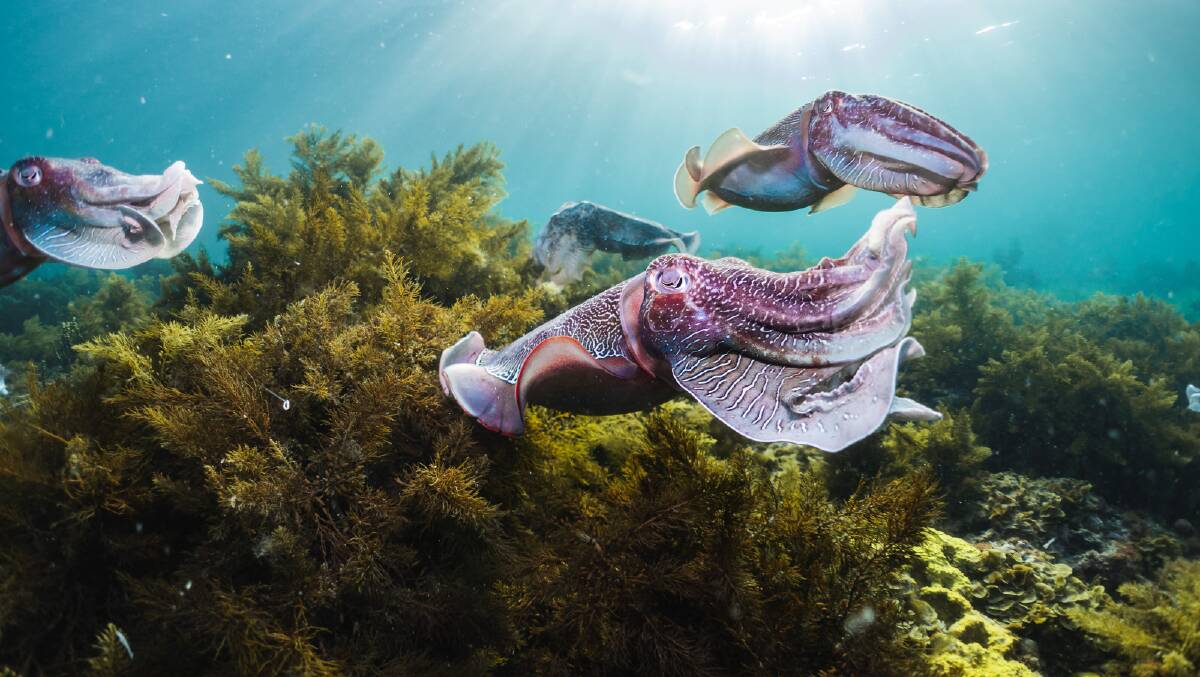 Swimming with cuttlefish in South Australia. Picture: SATC