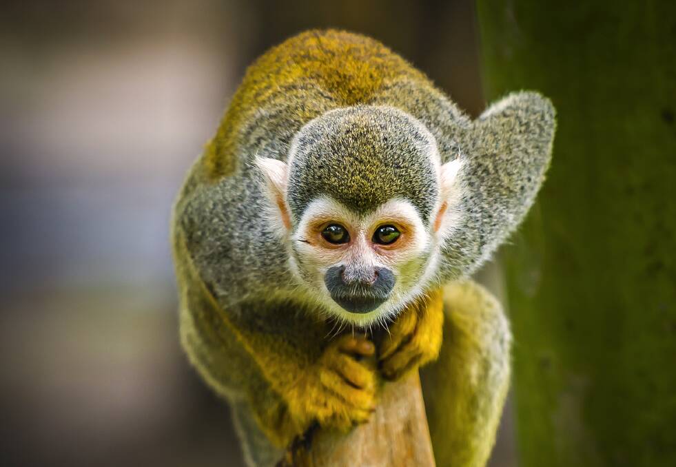 A squirrel monkey in Iquitos, Peru. Picture: Getty Images