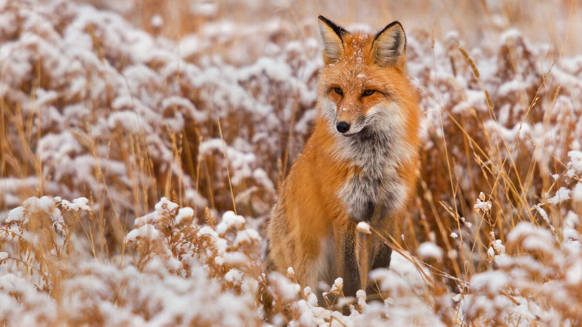 A curious fox in US's Yellowstone National Park. Picture: Getty Images