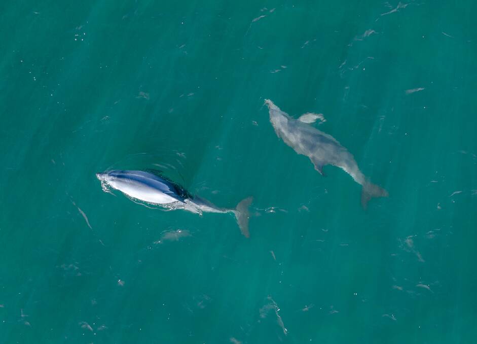 Mandurah is home to a population of 100 wild bottlenose dolphins