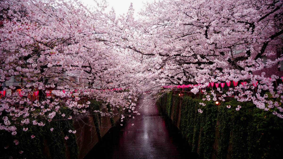 Cherry blossom in Japan. Picture: Unsplash