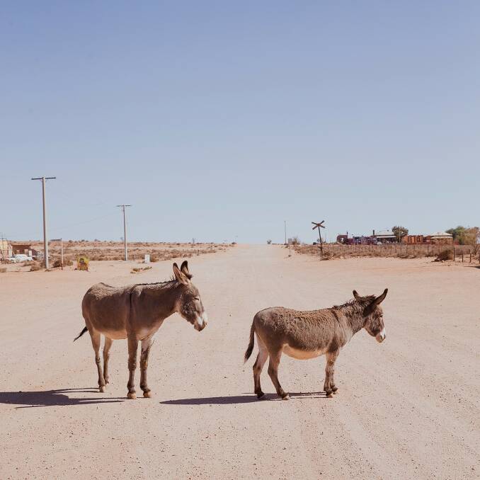 The town's resident donkeys.