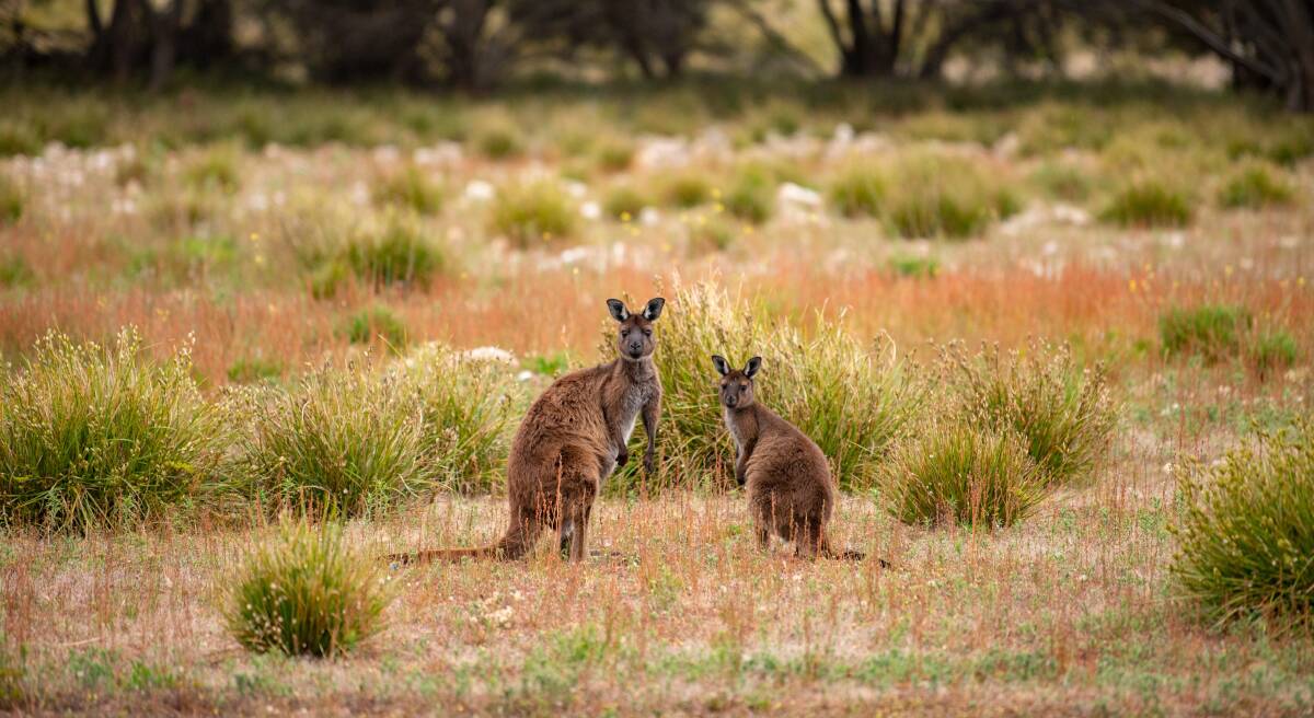 Wild encounters on the Kangaroo Island Wilderness Trail. Picture: Tourism Australia/ South Australian Tourism Commission