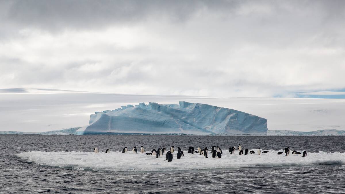 Floating penguins. Picture: Kate Cox