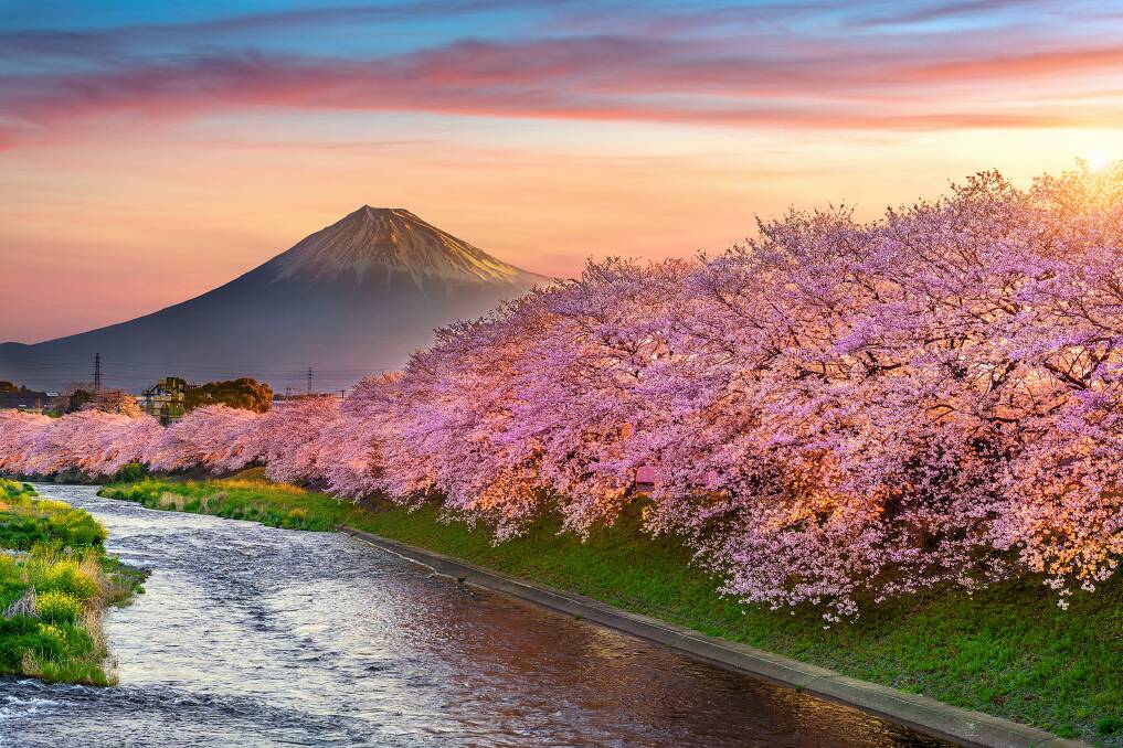 Cherry blossoms against the backdrop of Mount Fuji. Picture: JNTO