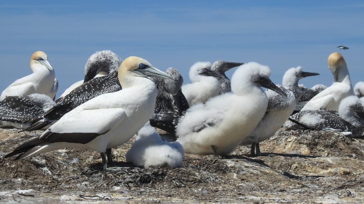 Gannets. Picture: Helen Hayes
