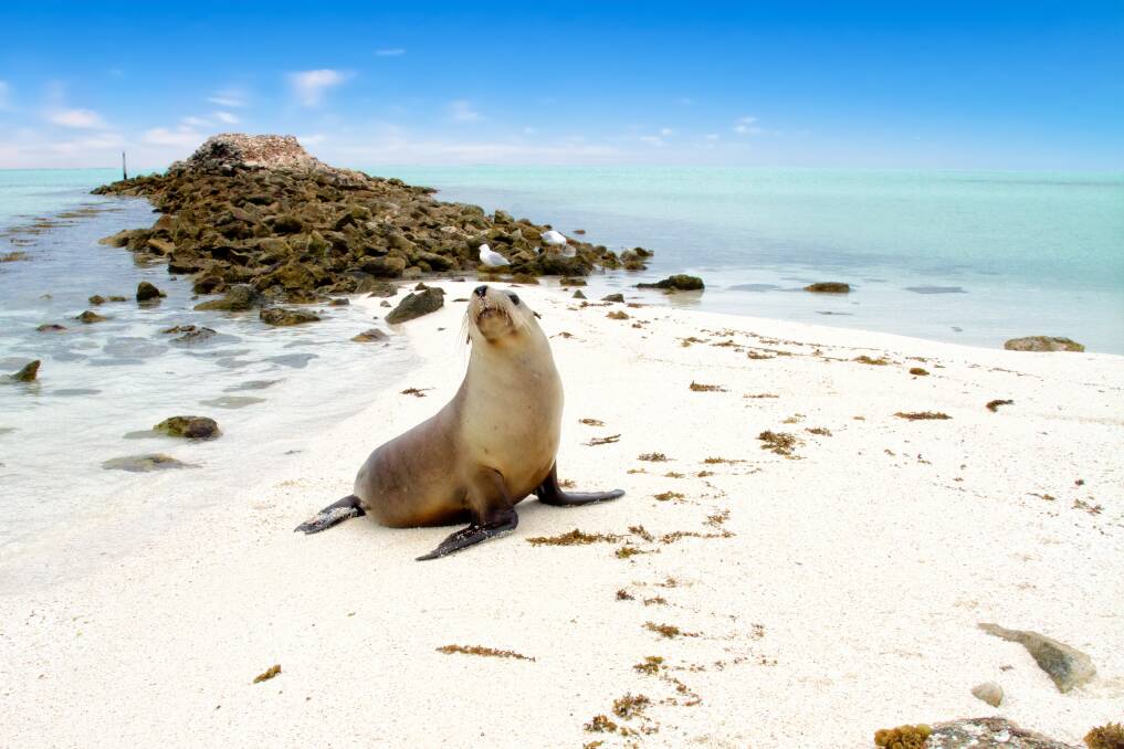 A seal on an Abrolhos Islands beach.