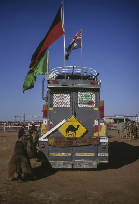 A truck transporting camels for the Boulia Camel Races in Queensland. Picture: Getty Images