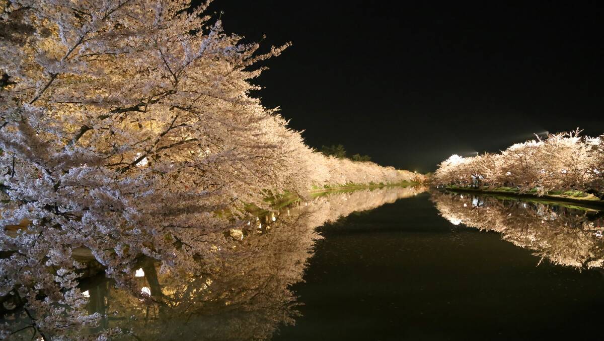 Cherry blossoms at night in Aomori Prefecture's Hirosaki Park. Picture: JNTO