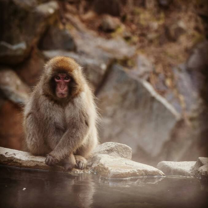 Even the macaques love the onsens of Japan. Picture: Unsplash/Katharine Crompton